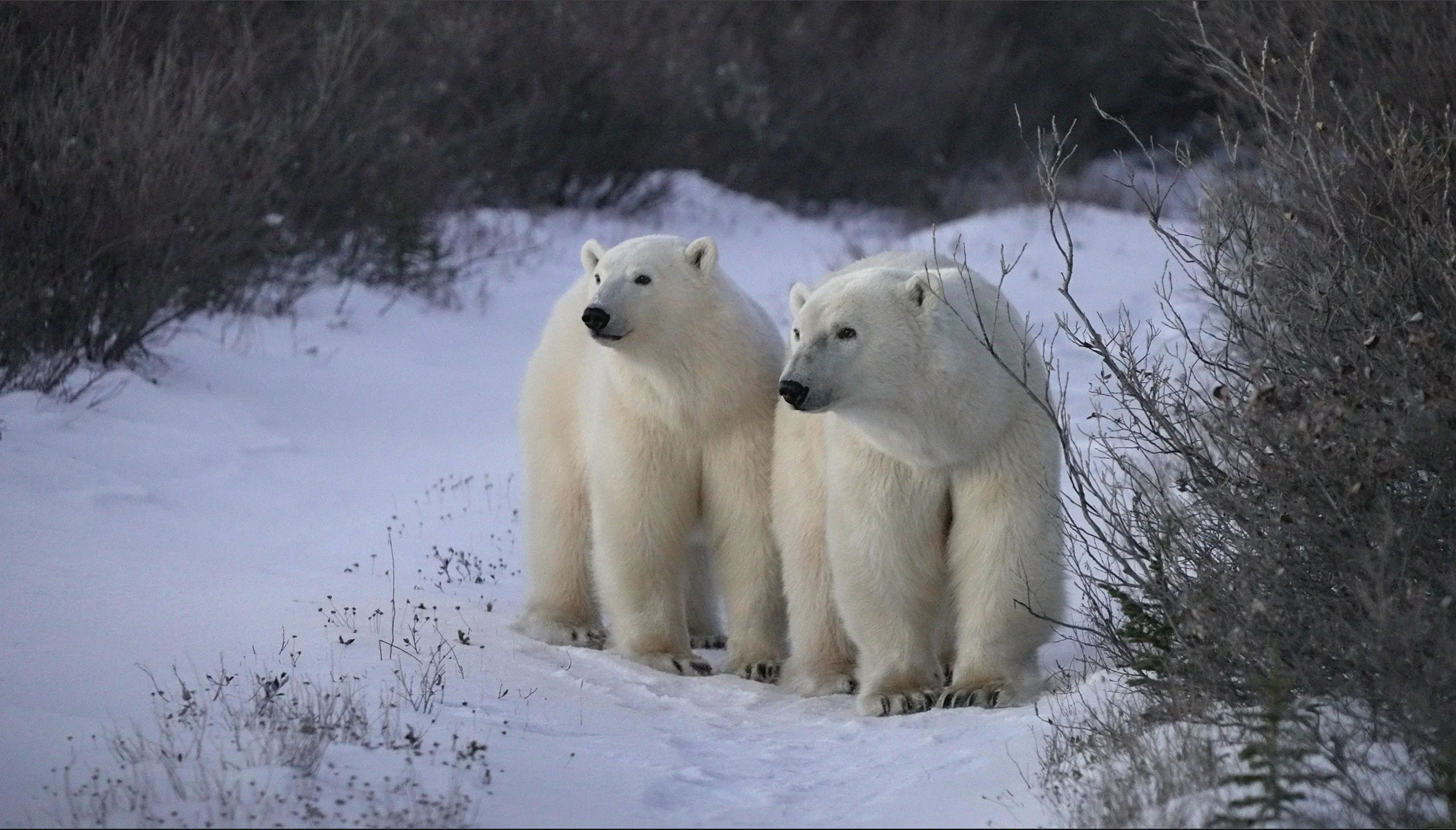 Ultimate Polar Bear Adventure | Explore Churchill with Lazy Bear